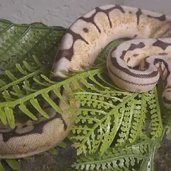 Bumblebee Ball Python