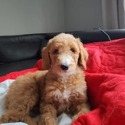 Golden Doodle Puppies 9wks