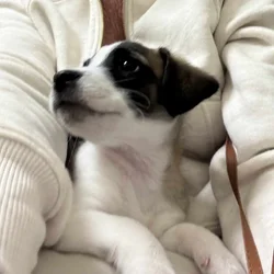 Free - Chihuahua mix nine week old puppy
