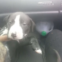 Pitbull puppies