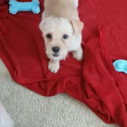 Shih Tzu Mix Puppies for Sale – $200 Eac