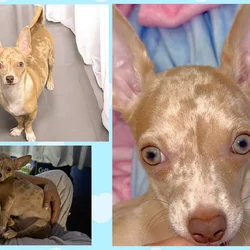 Stud Chihuahua Merle Lilac Merle Fawn