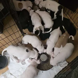 pitbull puppies for adoption