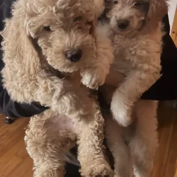 Golden doodle puppies for sale (2)