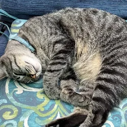 I need to rehome a very special cat