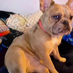 Selling our beautiful 3 year old French bulldog