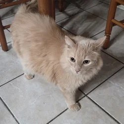 Adult Cat Domestic Long Hair named Bear