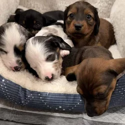 Miniature Purebred Dapple Dachshunds