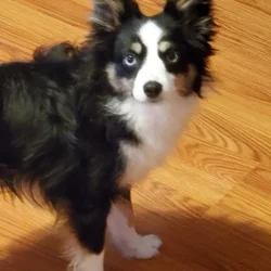 Toy Australian Shepherd