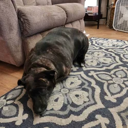Wiskey needs a new home