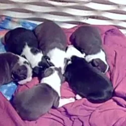AKC Boston terriers