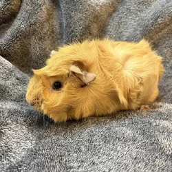 Female Guinea pigs