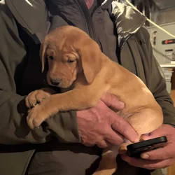 9 week old Yellow lab pups $900