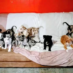 Free to good home