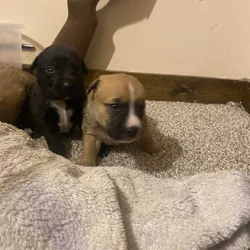 Cuteeee puppies available!