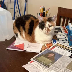 Re-homing a senior Calico cat.