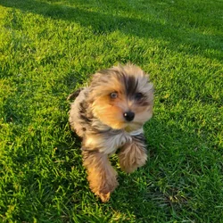 Yorkie