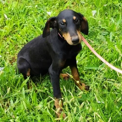 Doberman