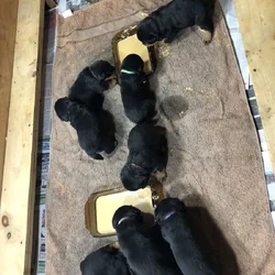 AKC Rottweiler Puppies