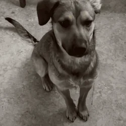 MIxed breed