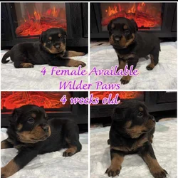 Ready AKC Rottweiler Puppies, no deposit