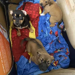 Puppy mix breed