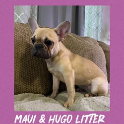 French Bulldog- Female