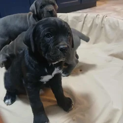 Cane corso