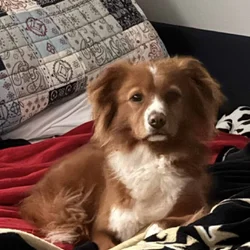 Sweet girl looking for her forever home