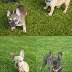 🐾 Purebred French Bulldog Puppies