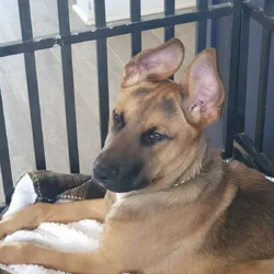 German Shepherd / Rottweiler mix puppy
