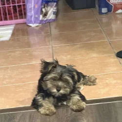 3 month yorkie