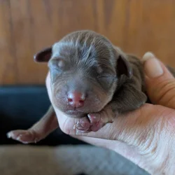 Min pins puppies