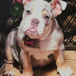 Hi I'm Dixie and I need a home