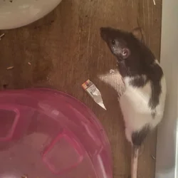 Cute rats and cage free to a loving home