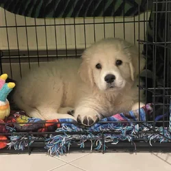 Meet Oakley!