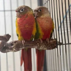 Proven Pair GCC