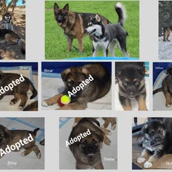 Alaskan Shepherd Puppies Available