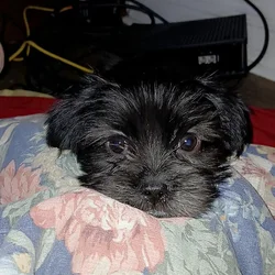Shorkie puppies