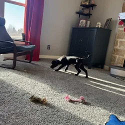 Black lab puppy
