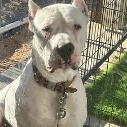 Dogo Argentino for Sale