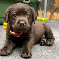 Gorgeous chocolate Labrador Puppies For Adoption