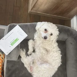 Sell Maltese