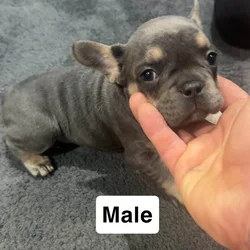 Eight week old male lilac Frenchie