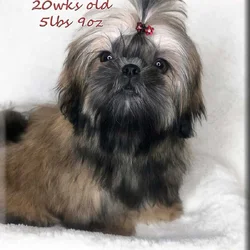 Shih Tzu ~ Precious Female ~Quality ~Irresistible