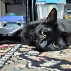 Beautiful soul kitty, comes with litter robot, etc