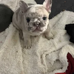 Beautiful healthy puppies great structure and pers