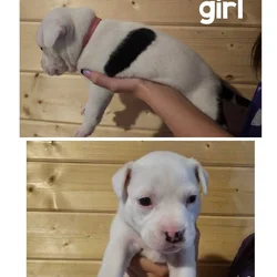 Pitty puppies