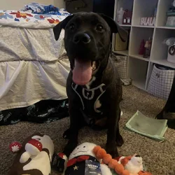 9 month old puppy need rehome ASAP