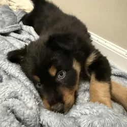 Australian Shepherd Black Female Puppy